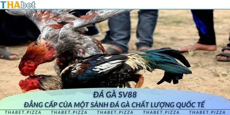 Đá gà SV88 - Đẳng cấp của một sảnh đá gà chất lượng quốc tế 